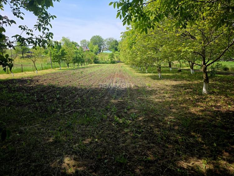 Teren intravilan 4,516mp Doina - 29
