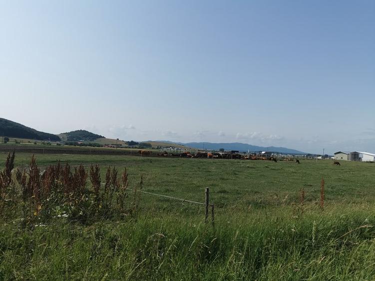 Teren intravilan industrial pentru constructie hale Codlea