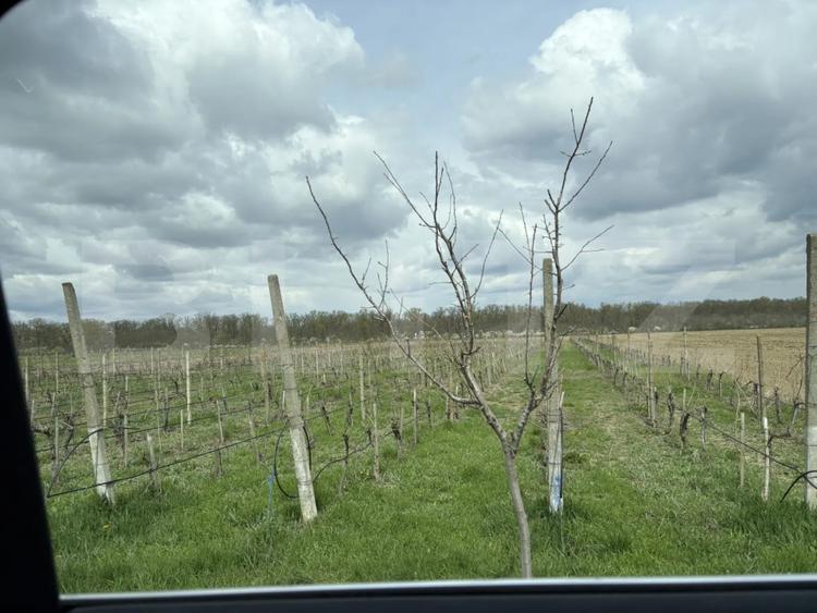 Ferma de nuci - teren agricol, zona Ivesti