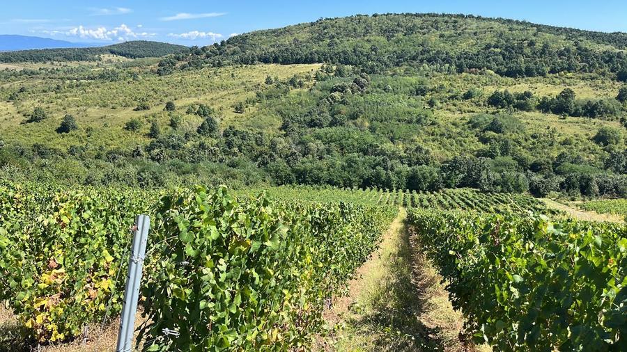 Vie de 115 Hectare în satul Dud, județul Arad
