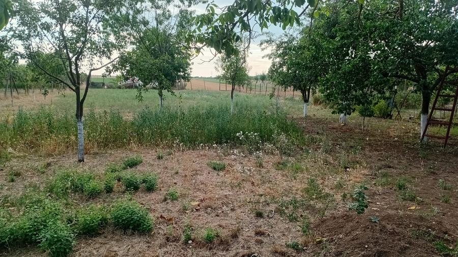 Vanzare Casa in localitatea Bodrogu Nou
