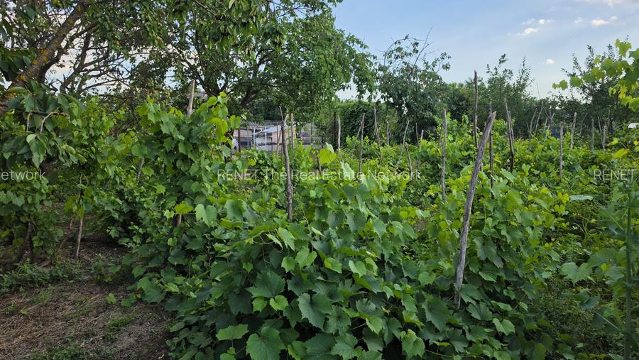 Casă cu potențial, 4 camere, lângă pădure-Jud Giurgiu-Mihai Bravu. - 9