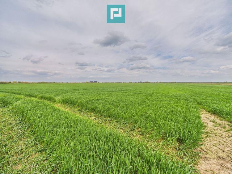 Teren extravilan 19.900 mp – Giroc centură