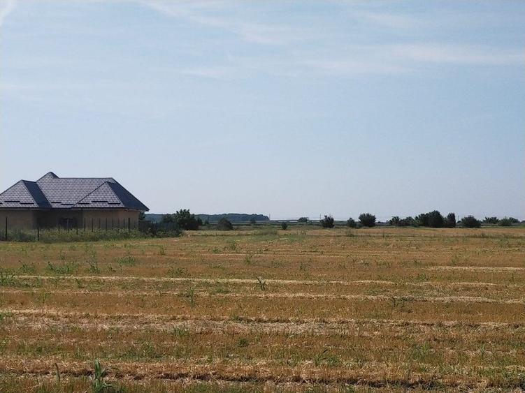 TEREN MOARA VLASIEI - CACIULATI 1500 mp