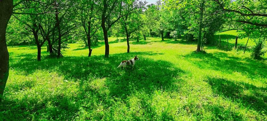 Teren intravilan Talea situat in mijlocul naturii !