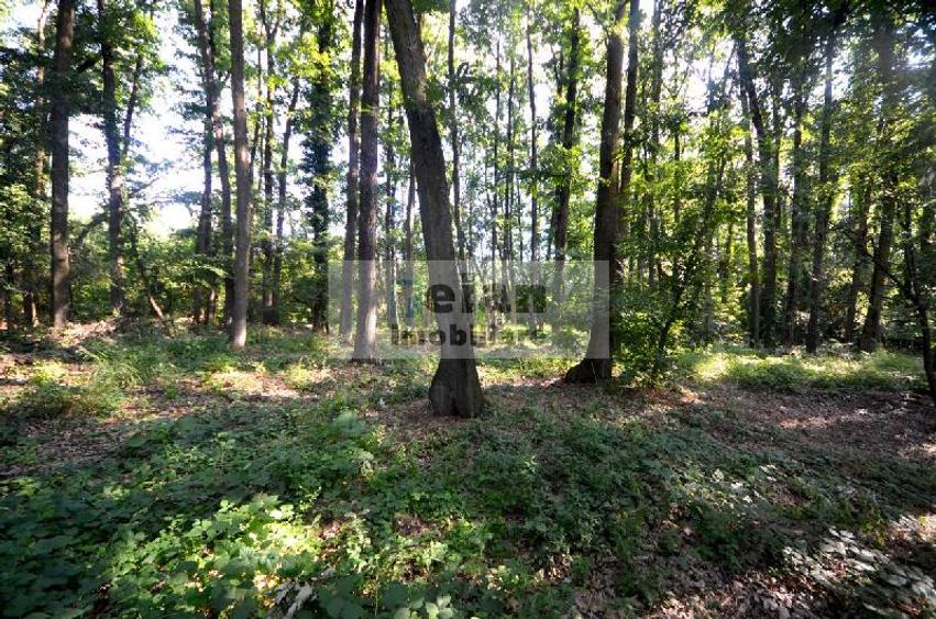 Corbeanca - Padure Petresti, 6000 Mp, Teren Unic, 52 Deschidere, Utili