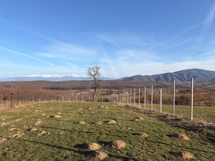 Teren intravilan 809 mp cu deschidere 14 m în Tropinii Noi