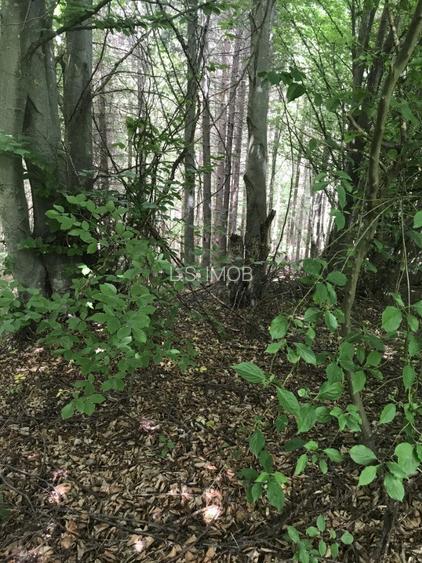 Vand teren in Albestii de Muscel faneata-pasune, partial impadurit - 4