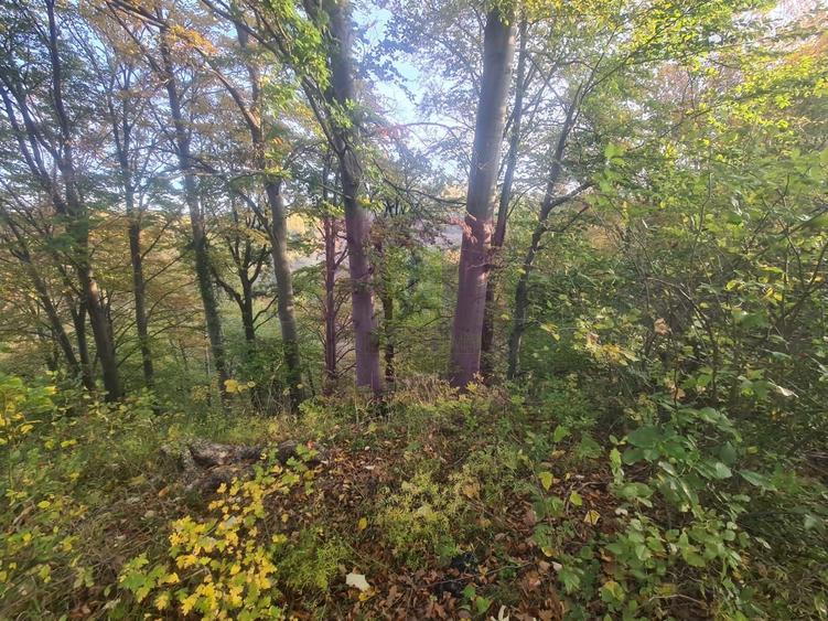 Teren intravilan de vanzare in Telega