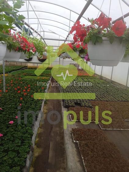 🗺️ Teren intravilan in Jupani (Timis), 10,19 Euro/mp.✨ - 11