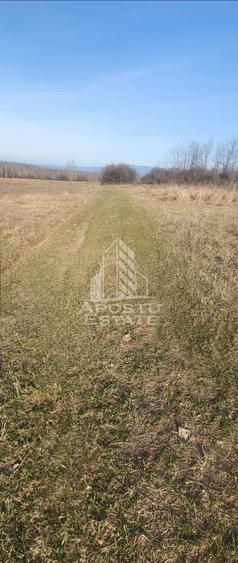 TEREN AGRICOL 1,524 HA, LA DOAR 10.000€ Comision Zero %
