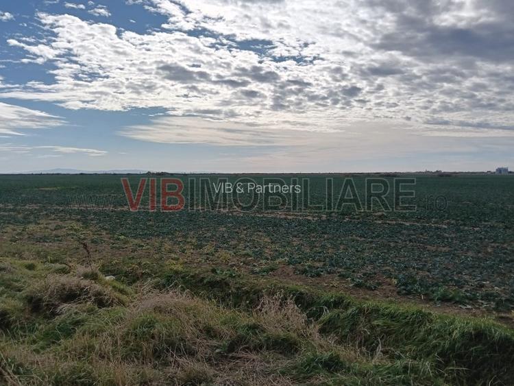 Ferma Agricolă 1.350 Hectare – Grad de Comasare 96–97%, Chișineu Criș, Județul A - 5
