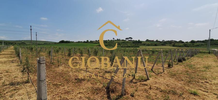Teren intravilan cu PLANTATIE DE GOJII de vanzare in Racari
