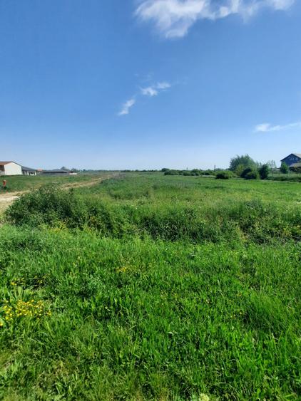 Teren intravilan la intrare în Vetiș – 12.216 mp