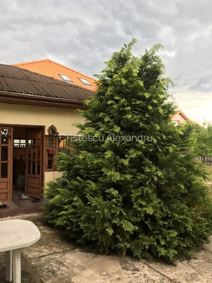 TEREN + CASA Silistea Snagovului toate utilitatile - 3
