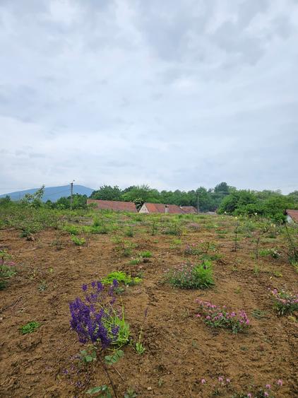 Teren pentru construcție casă P+E+M, 2 parcele, Pianu de Sus