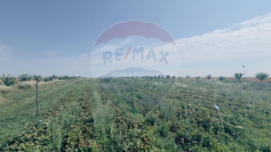 Teren agricol 16.750mp în Cârcea, imprejmuit, cultura capsuni, solarii - 13