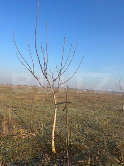 Ferma de nuci - teren agricol, zona Ivesti