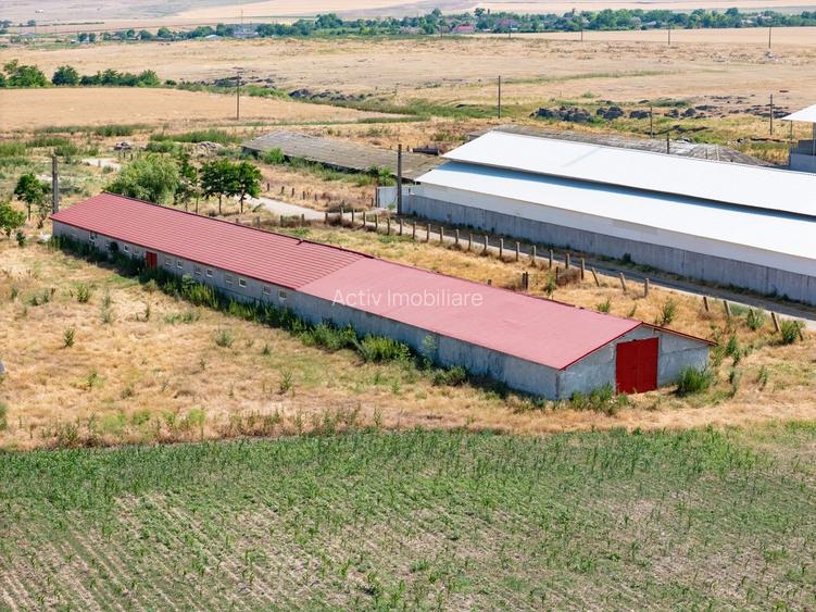 Cogealac - Tariverde – Ferma cu teren intravilan, utilitati racordate! - 7