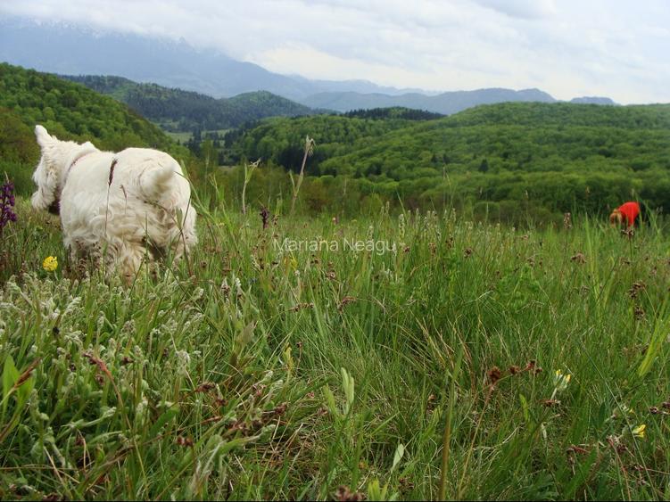 Teren Poiana Mărului Brașov,  PUZ, 11600mp, pe ruta via Transilvanica - 6