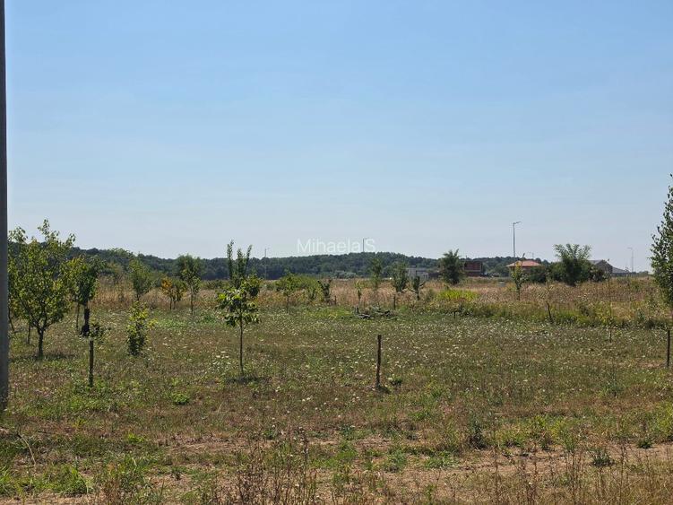 Teren proprietar Pădurea Bistra - 7