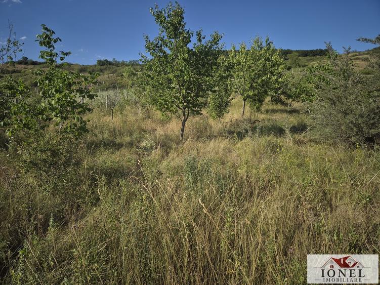 Teren intravilan 2500 mp de vanzare in Ciugud - Teleac