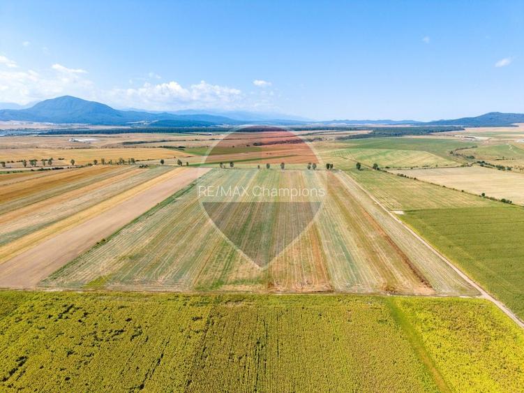 Teren 20,000mp Halchiu / Satul Nou - 5
