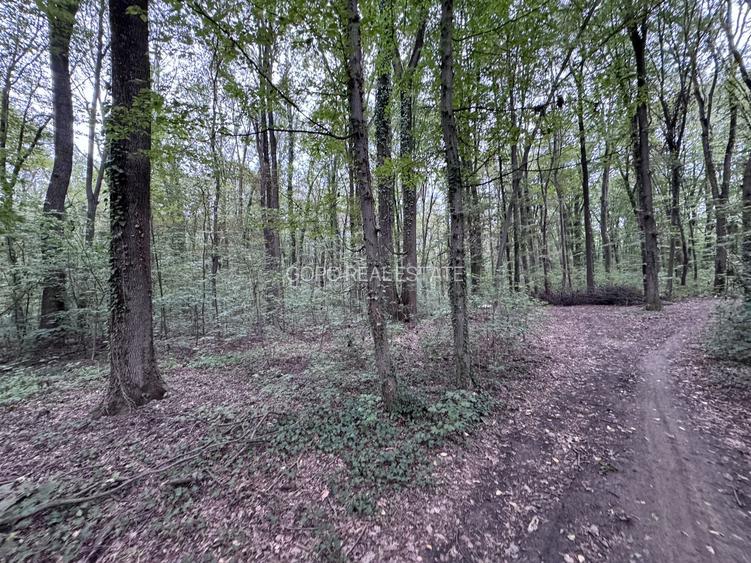 46644 mp teren in Padurea Baneasa proiect exclusivist - 5