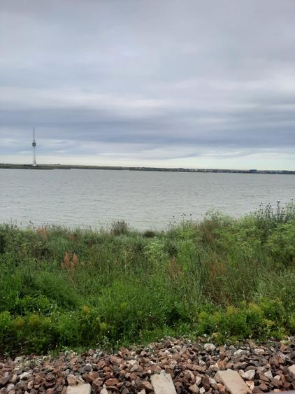 Eforie sud- flamingo