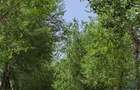 Loturi constructie intre 80-95 Euro/mp - Afumati, Strada Padurii - 6