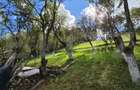 Casa 3 camere, 55 mp, teren 23.000 mp, zona pitoreasca-Poiana Marului - 9