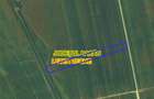 Letea Veche- Holt - 3.600mp - extravilan - 5