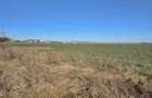 Eforie Nord | Teren cu Potențial | Deschidere mare la șosea - 6