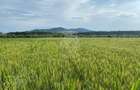 Teren -4.300 mp - Arabil - Chintelnic - 4