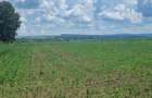 Extravilan Compact 2.75 Ha Saucesti AICBAC - 2