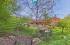 Casă Câmpani, 8000 mp teren, la poalele Apusenilor - 4