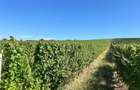 Vie de 115 Hectare în satul Dud, județul Arad - 4