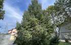 Vila cu 5 camere // * 565 mp gradina* // Tunari - 59