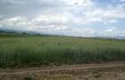Teren 10600 mp DN13 Stupini - 2