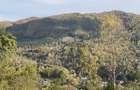 Teren panoramic retras, cu panta lina, utilități si livada - 10