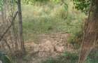 Teren intravilan 780 mp, deschidere 33 m – Comuna Iordăcheanu (sat Mocești) - 3
