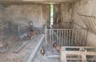 Casa 3 camere libera la vanzare TARLUNGENI - 19