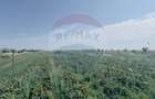 Teren agricol 16.750mp în Cârcea, imprejmuit, cultura capsuni, solarii - 13