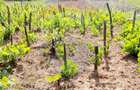 Teren intravilan 6850 mp Simnic, Izvor - 3