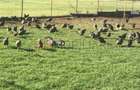 Fermă de vânzare | 3 ha | Între București și Constanța | Exploatație agricolă și - 1