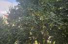 Parcul Trandafirilor, garsoniera in bloc de apartamente, loc parcare - 10