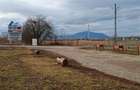 Teren 9000 mp Sacele Izvor, front 356 m la DJ 103A - 9
