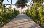 HORIA - 3 CAMERE ,SUPRAFATA 100 MP,TEREN 3000 MP CU DESCHIDERE LA LAC - 5