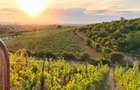 Proprietate istorică , crama +vie DOC + distilerie +loc. evenimente+ 20000 vin - 12