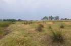 Teren intravilan in Delta Dunarii, C.A. Rosetti - Cardon - 6